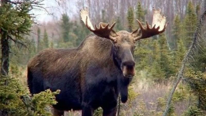 Лосю, якого водій наїхав на трасі Львів-Краковець, обійдеться водієві в 130 000 гривень.